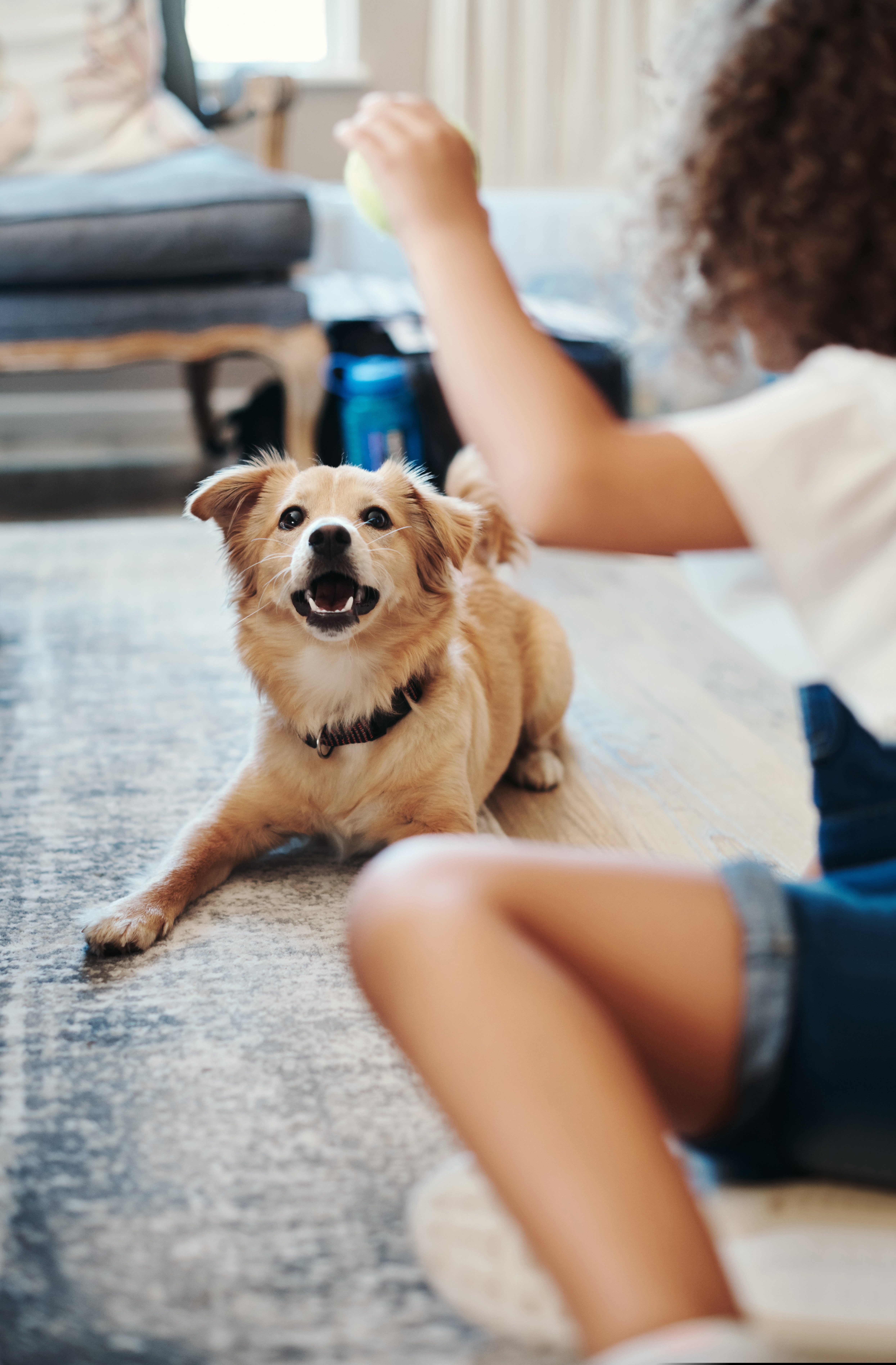 Child with ball playing with dog in a livingroom
