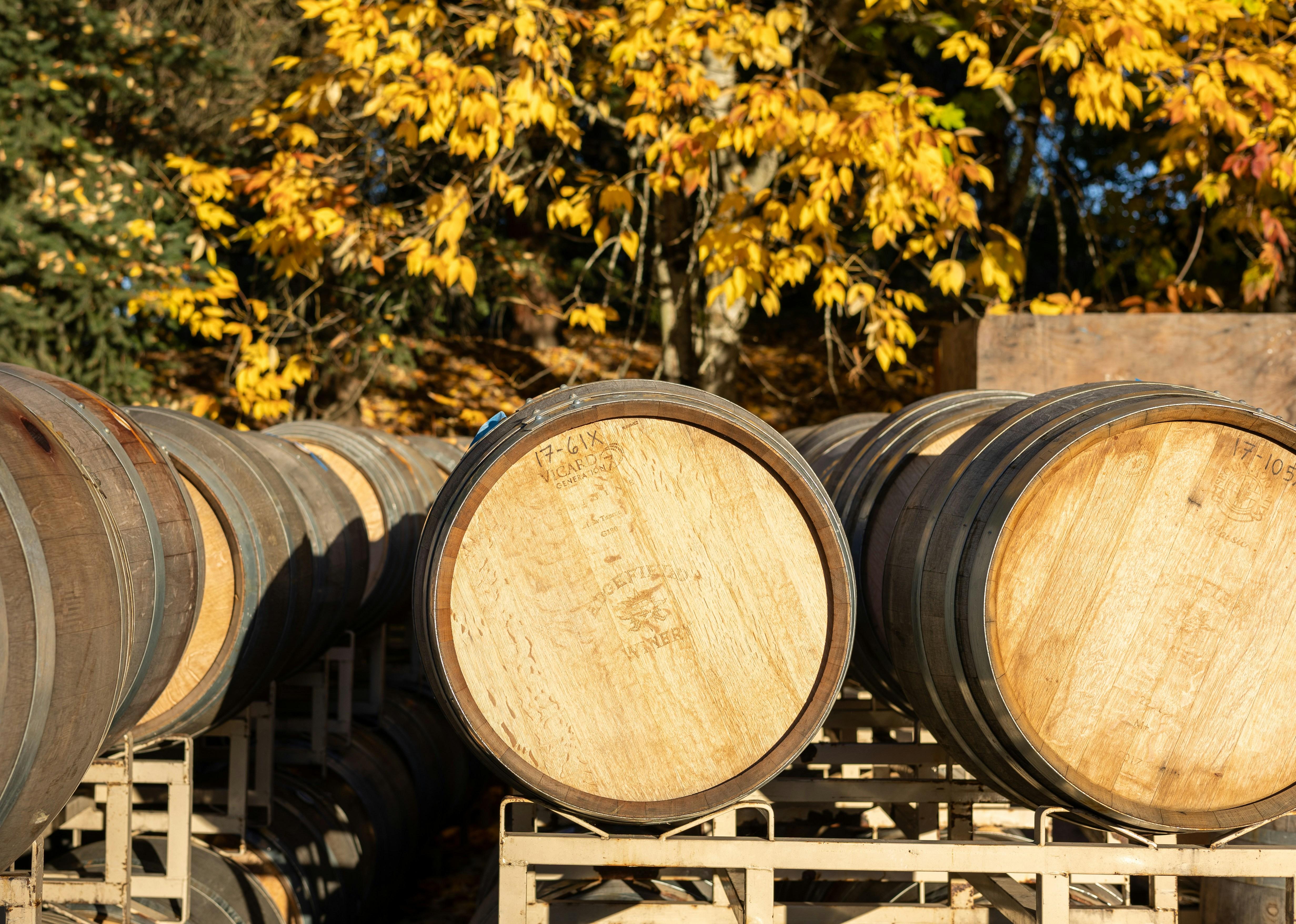 Wine barrels in rows outside in front of trees in the autumn